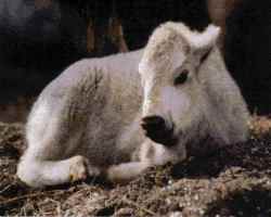 Legend of the White Buffalo