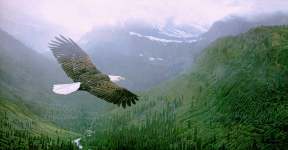 Soar Like an Eagle
