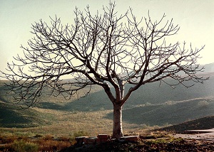 Barren Fig Tree