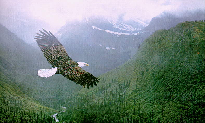 Soar Like an Eagle